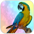 Parrot sounds