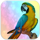 Parrot sounds icône