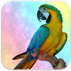 Parrot sounds ไอคอน