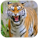 Tiger sounds APK