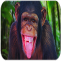 Monkey sounds