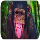Monkey sounds icône
