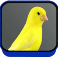 Canario Belga Canto Brasileiro 2018