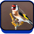 Canto de Chardonneret Prava 2018 APK