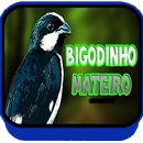 Canto de Bigodinho Brasileiro 2018 APK