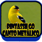 Canto de Pintassilgo Metalico icône