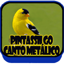 Canto de Pintassilgo Metalico APK