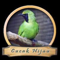 Master Cucak Hijau Terbaru โปสเตอร์