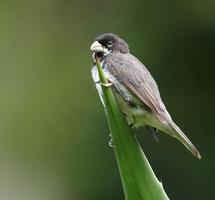 Canto Coleiro Baiano tui tui capture d'écran 1