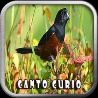 پوستر Canto de Curio Mp3
