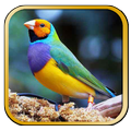 Canto de Diamante Mp3