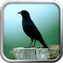 Canto de Passaro Preto APK