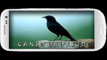 Canto de Passaro Preto screenshot 1