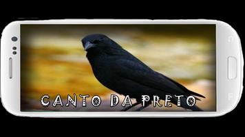 Canto de Passaro Preto capture d'écran 2