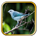 Canto de Pipira Azul Pinheiro APK