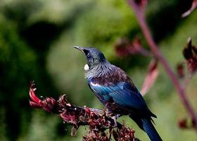 Canto Para Coleiro Tui Tui capture d'écran 2