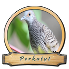 Kicau Burung Perkutut HD ไอคอน