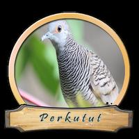 Kicau Burung Perkutut HD โปสเตอร์