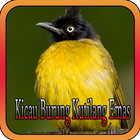 Kicau Burung Kutilang Emas icône