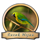 Kicau Master Cucak Hijau icon