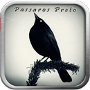 Passaro Preto Pele de Canto APK