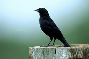 Passaro Preto Pele de Canto постер