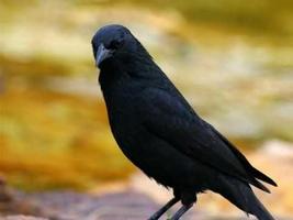 Passaro Preto Pele de Canto скриншот 1