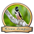 Suara Burung Sempur Hujan أيقونة