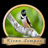 Suara Burung Sempur Hujan โปสเตอร์