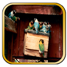 Suara Pemikat Burung Lovebird иконка