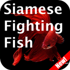 ikon Siamese Fighting Fish