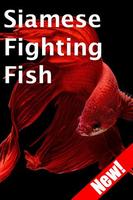 Siamese Fighting Fish الملصق