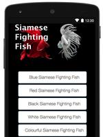 Siamese Fighting Fish تصوير الشاشة 1