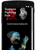 Siamese Fighting Fish تصوير الشاشة 2