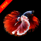 Beta Fish HD Wallpaper icône