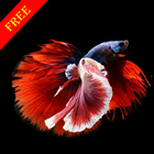 Beta Fish HD Wallpaper 圖標