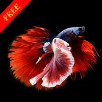 Beta Fish HD Wallpaper 海報