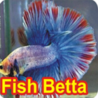 betta fisk is prachtich 아이콘