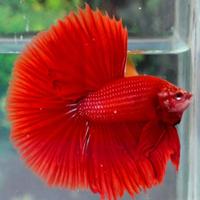 The Best betta fisk is prachtich الملصق