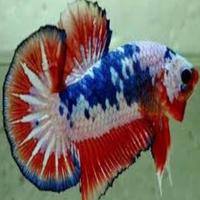 betta fisk is prachtich スクリーンショット 1