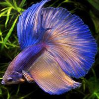 betta fisk is prachtich スクリーンショット 2