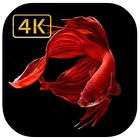 Betta fish 4K wallpaper Iphone style for Android icône