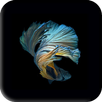 Betta Fish Wallpaper APK