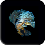 Betta Fish Wallpaper