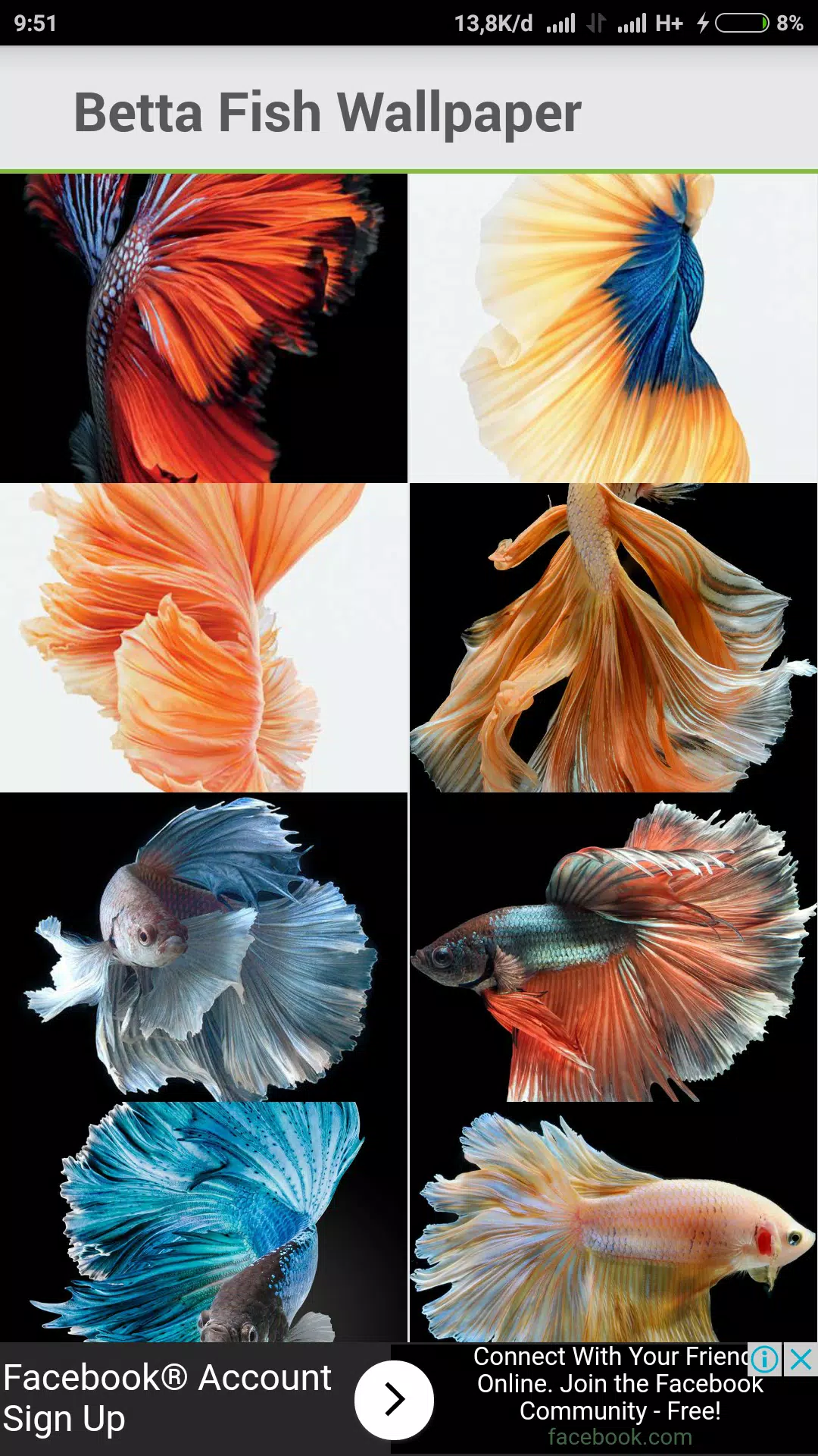 Android向けのベタの魚の壁紙 Apkをダウンロードしましょう