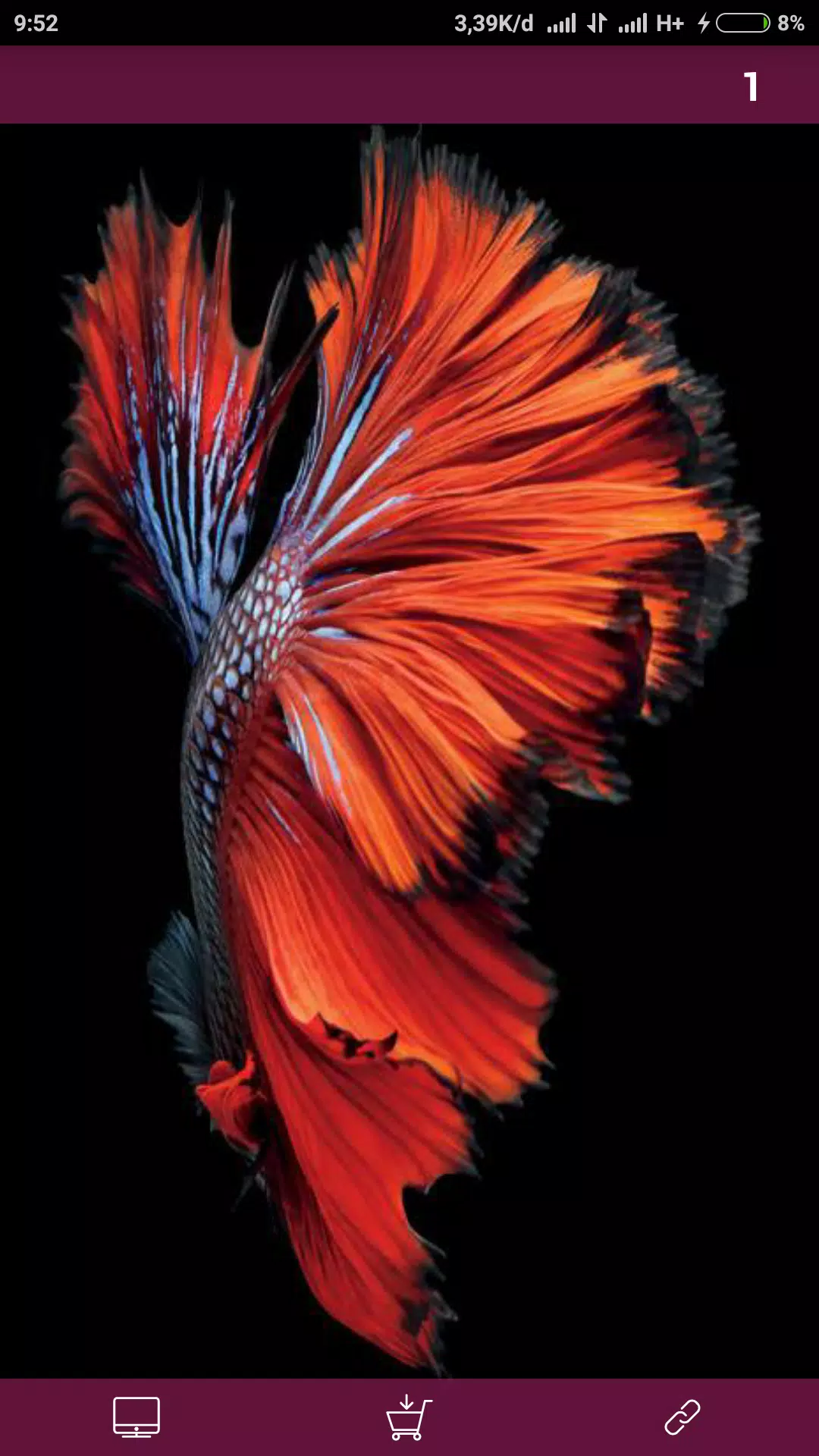 Android向けのベタの魚の壁紙 Apkをダウンロードしましょう