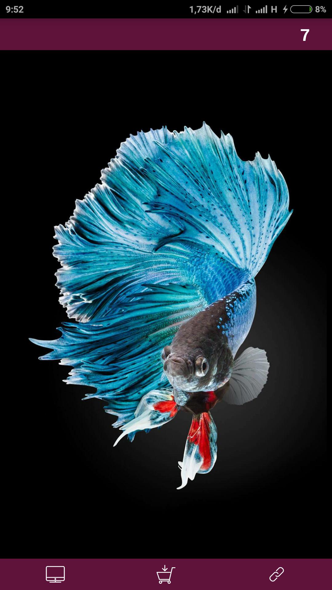 Ikan Cupang Wallpaper For Android Apk Download