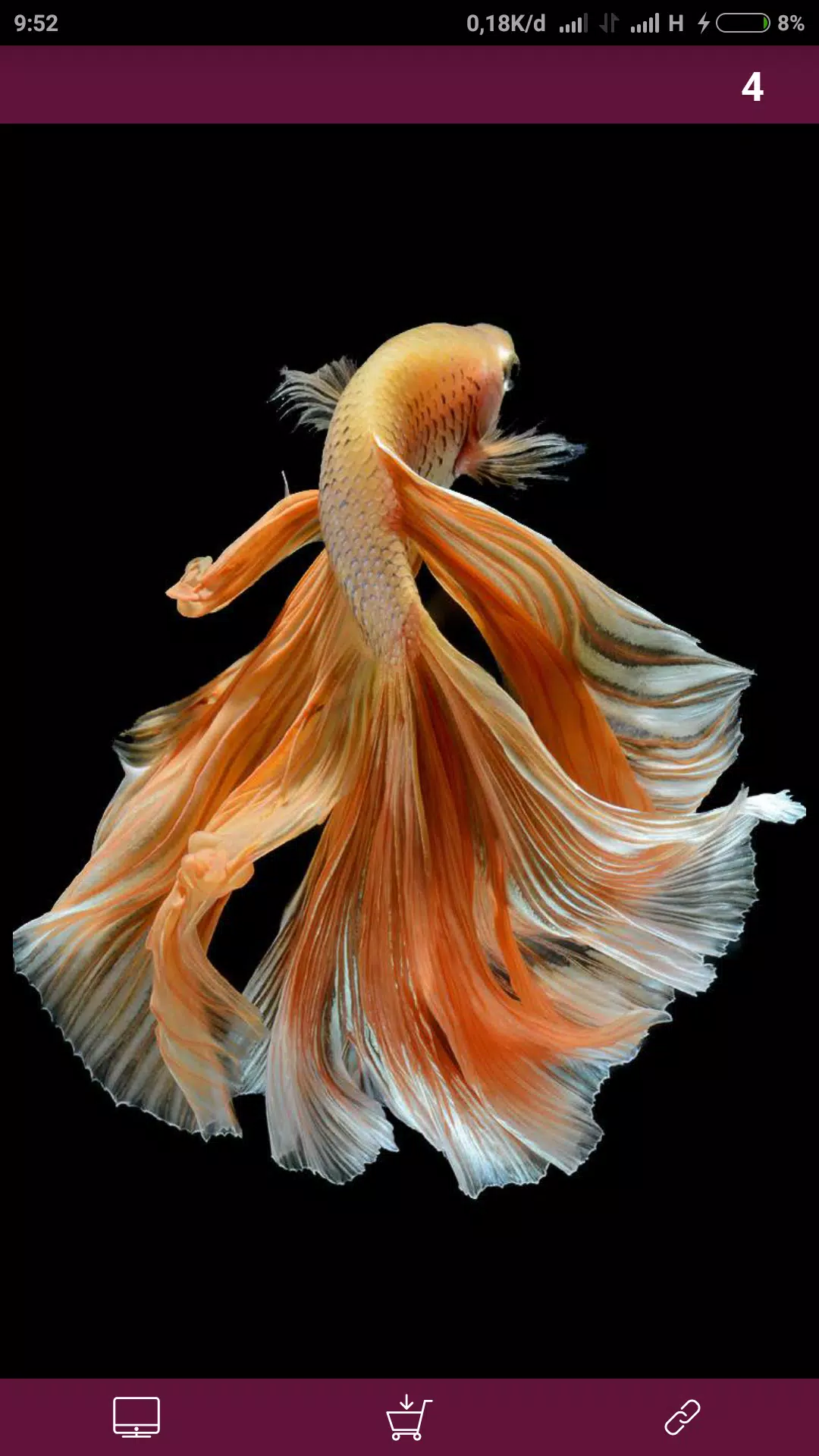 Android向けのベタの魚の壁紙 Apkをダウンロードしましょう Android向けのベタの魚の壁紙 Apkをダウンロードしましょう