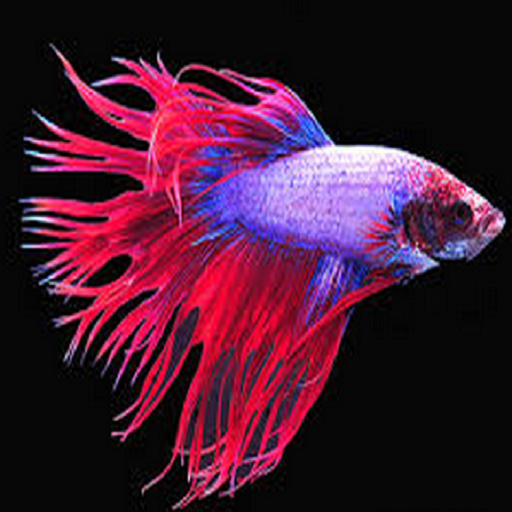Betta Fish