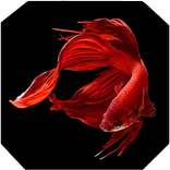 Betta Fish